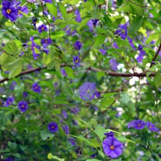 solanum-rantonnetii-5068072_1280.jpg