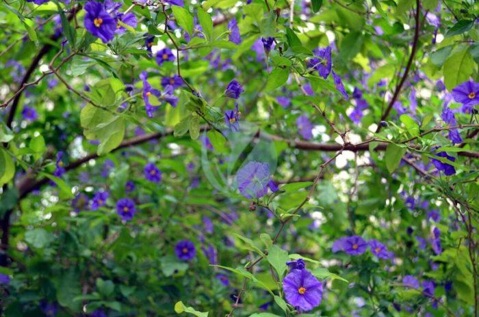 solanum rantonnetii