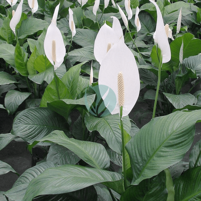 spathiphyllum maroc clorofila