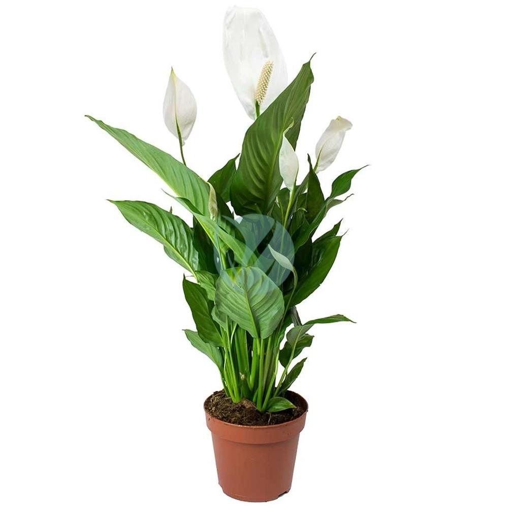 spathiphyllum maroc