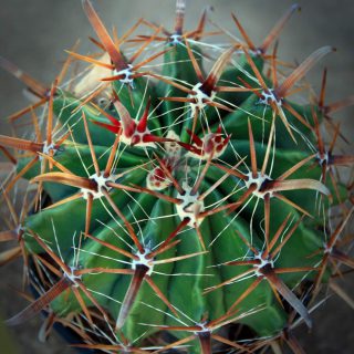 spiny-cactus-14176349468p2.jpg