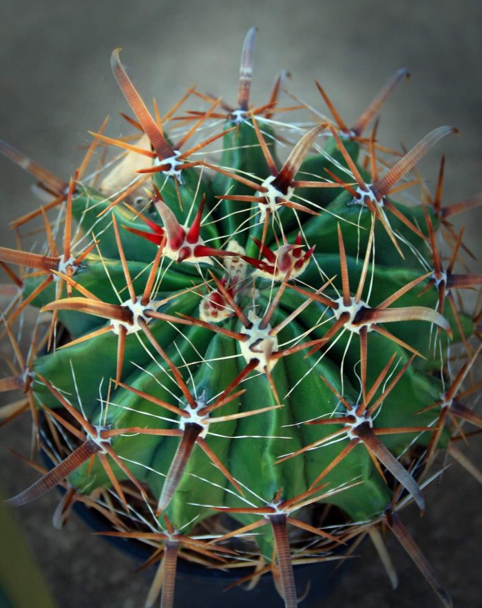 spiny cactus p