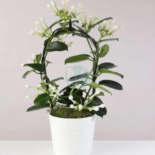 Stephanotis floribunda