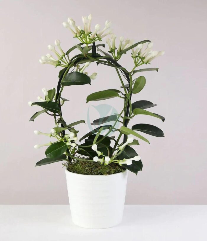 Stephanotis floribunda