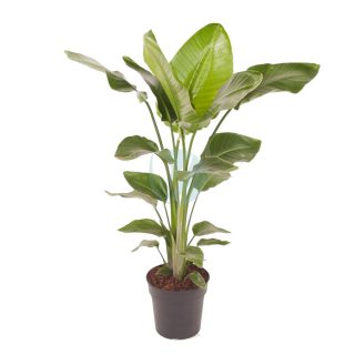Plante Dieffenbachia Panamensis casablanca rabat maroc