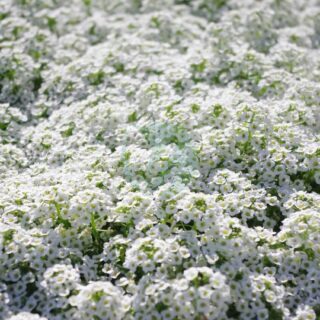 sweet-alyssum-5329266_1280.jpg