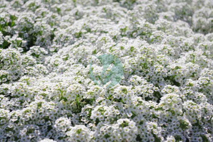 sweet alyssum