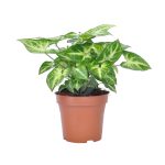 syngonium maroc clorofila