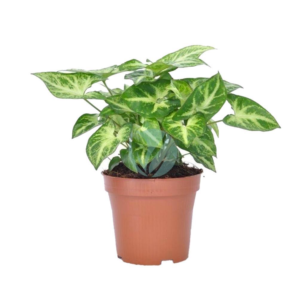 syngonium maroc clorofila