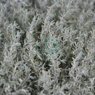 thyme-2689045_1280.jpg