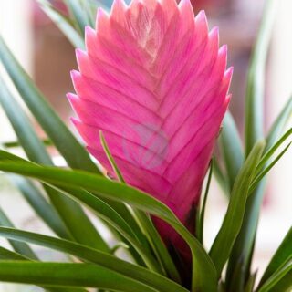 Tillandsia raquette - Bromeliad - Plantopia Maroc