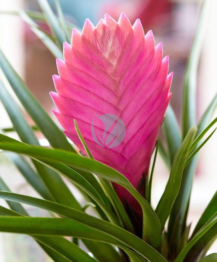 tillandsia cyanea anita clorofila