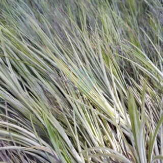 tillandsia-juncea-clorofila.jpeg