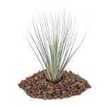 tillandsia juncea maroc clorofila