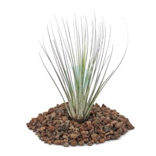 tillandsia-juncea-maroc-clorofila.jpeg