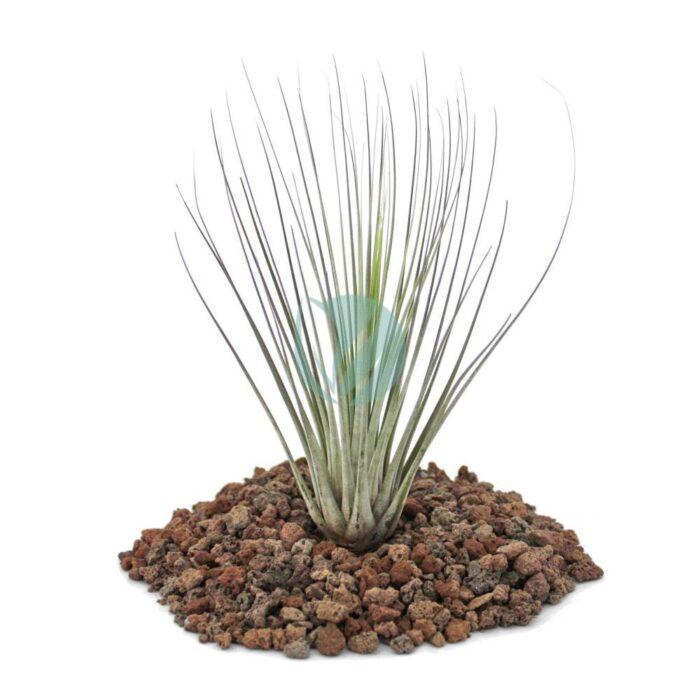 tillandsia juncea maroc clorofila