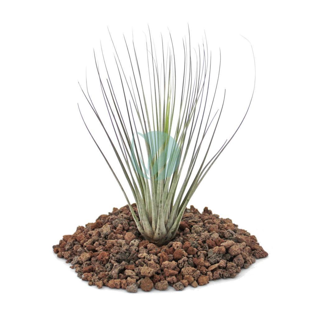 Tillandsia  Espace pour la vie