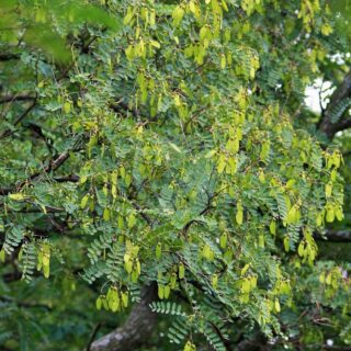 tipuana-tree-with-seeds.jpg