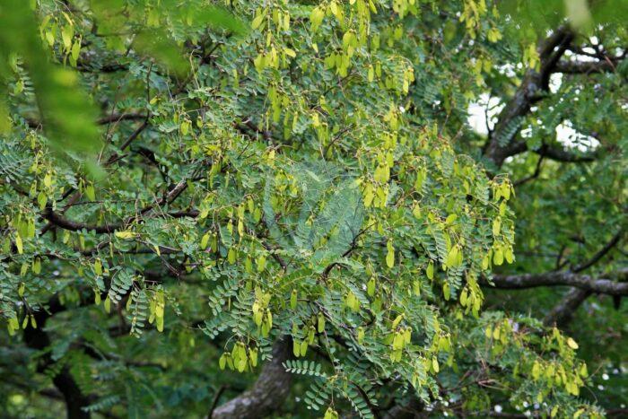 tipuana tree with seeds