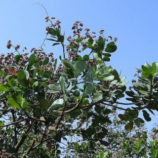 trees-cashew-nuts-branches-greenery-leaves-leafy-stems-flora.jpg