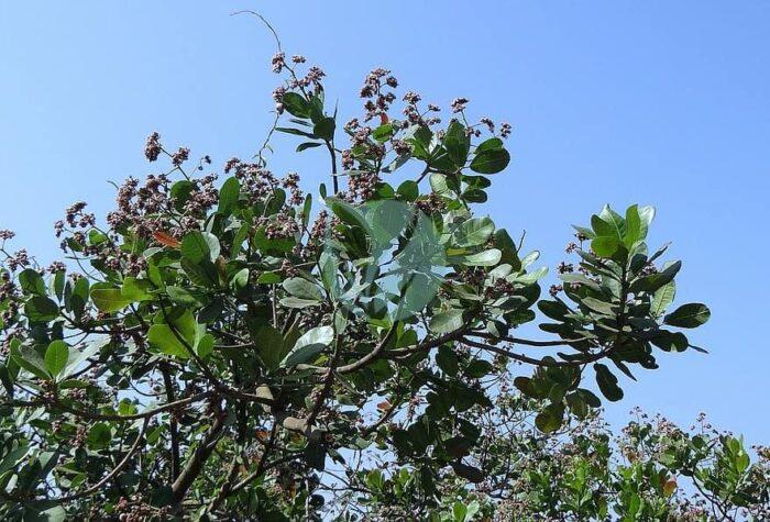 trees cashew nuts branches greenery leaves leafy stems flora