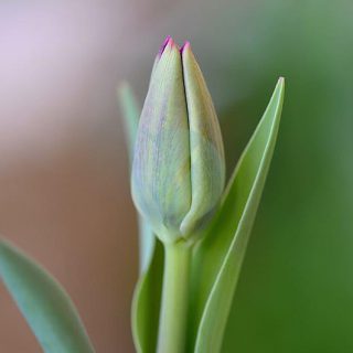 tulip-flower-closed-close.jpg