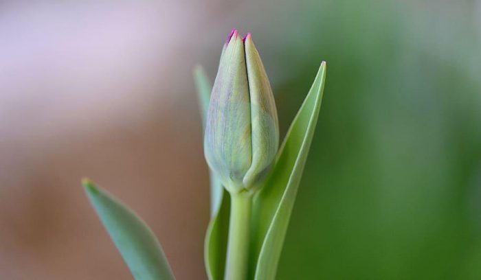 tulip flower closed close
