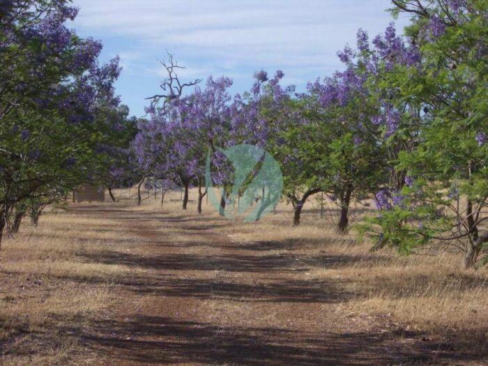 vente Arbre Jacaronda Pepiniere marrakech maroc