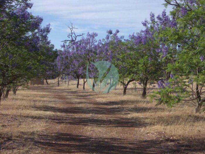 vente Arbre Jacaronda Pepiniere marrakech maroc