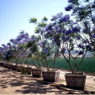 Archives des Manuka maroc - Clorofila