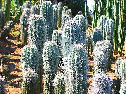 vente Cactus Pachycereus pringlei Pepiniere marrakech maroc