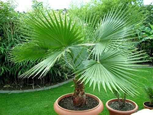vente Palmier palmier washingtonia robusta Pepiniere marrakech maroc