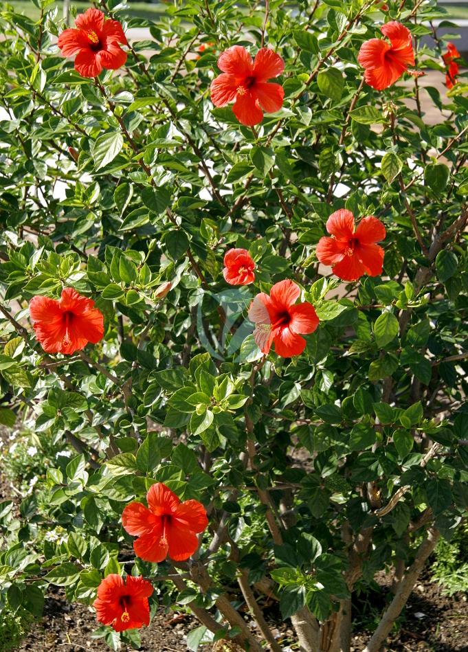 vente Plante mural payasage Hibiscus Pepiniere marrakech maroc