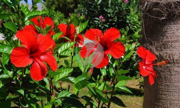 vente Plante mural payasage Hibiscus Pepiniere marrakech maroc