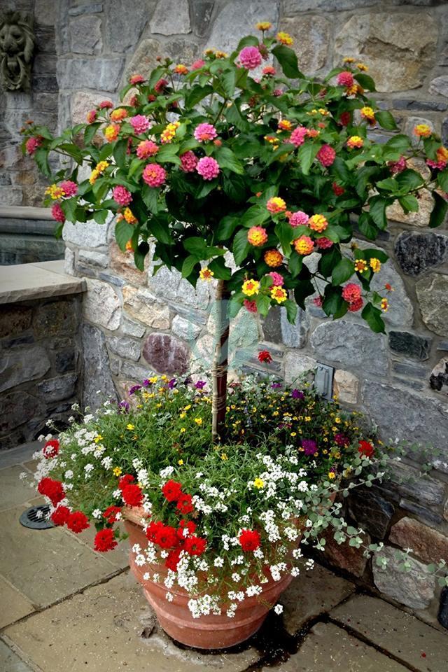 vente Plante mural payasage lantana Pepiniere marrakech maroc