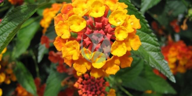 vente Plante mural payasage lantana Pepiniere marrakech maroc