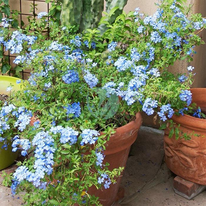 vente Plante mural payasage plumbago Pepiniere marrakech maroc