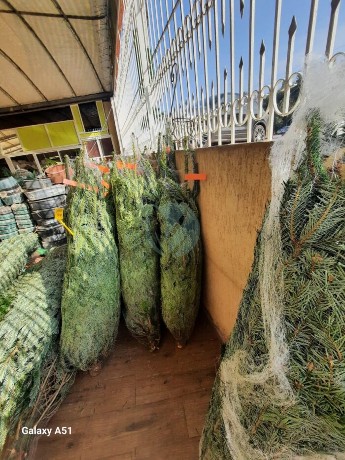 vente sapin livraison