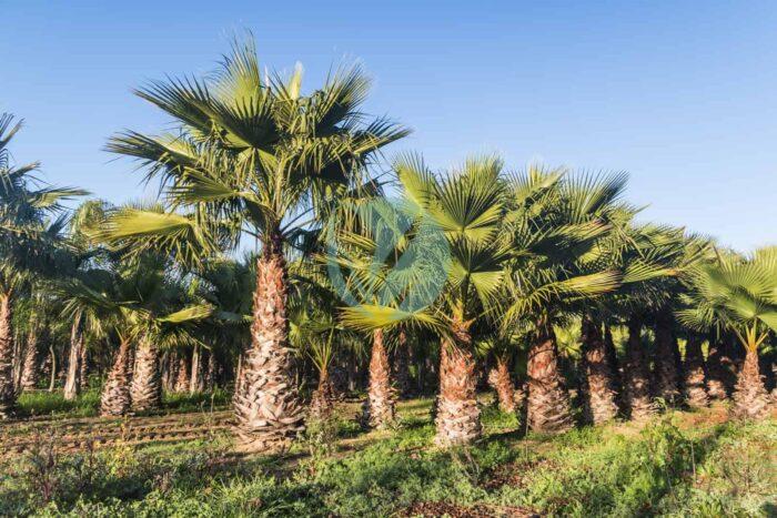 washingtonia robusta maroc clorofila