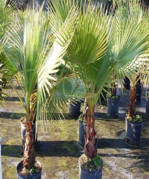washingtonia robusta maroc