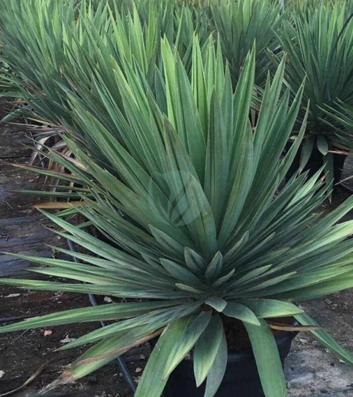 yucca gloriosa