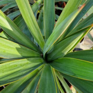 yucca gloriosa