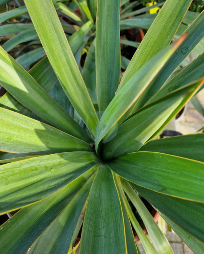 yucca gloriosa