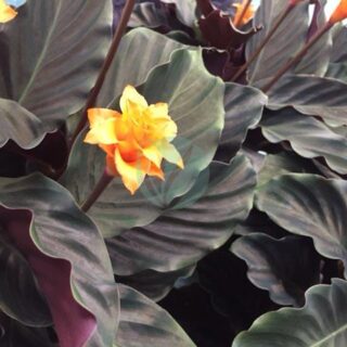 Calathea crocata candela maroc