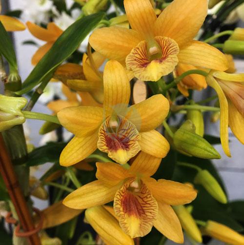 Dendrobium jaune clorfila