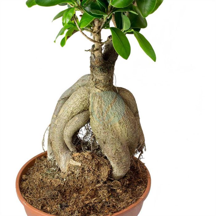 Ficus microcarpa bonsai clorofila