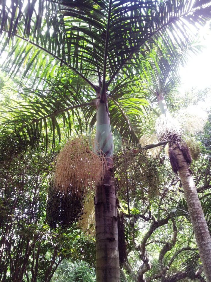 Hyophorbe verschaffeltii endemic Rodrigues palm