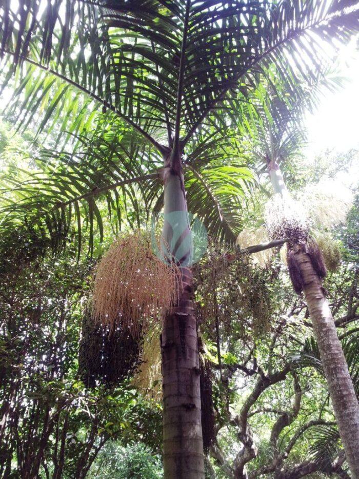 Hyophorbe verschaffeltii endemic Rodrigues palm