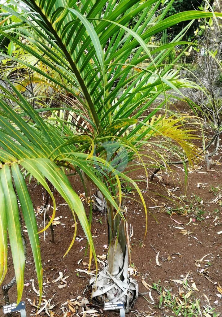 Hyophorbe verschaffeltii Rodrigues sens