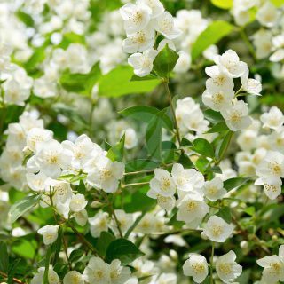 Jasminum officinale jasmin blanc maroc